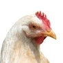 What Sound does a hen make ?