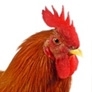 What sound does a rooster make? - cock-a-doodle-doo
