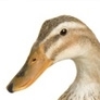 What Sound does a goose make ?