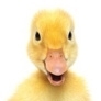 What Sound does a duck make ? - quack quack